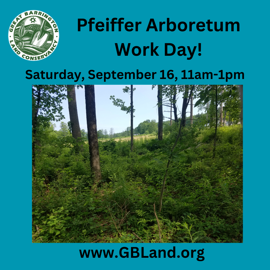Workday at Pfeiffer Arboretum Great Barrington Land Conservancy